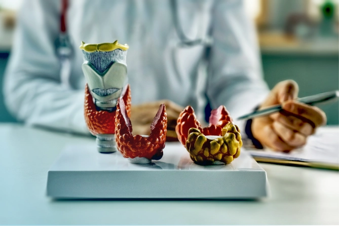 Anatomisches Modell der Schilddrüse und Nebenschilddrüsen auf einem Tisch in einer medizinischen Umgebung: Symbolbild zur Funktion der Nebenschilddrüsen und zu Ursachen des Hypoparathyreoidismus